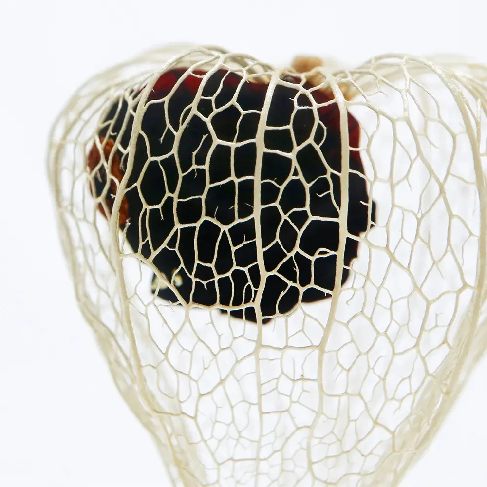 Chinese Lantern - Sola Cube - Image 3