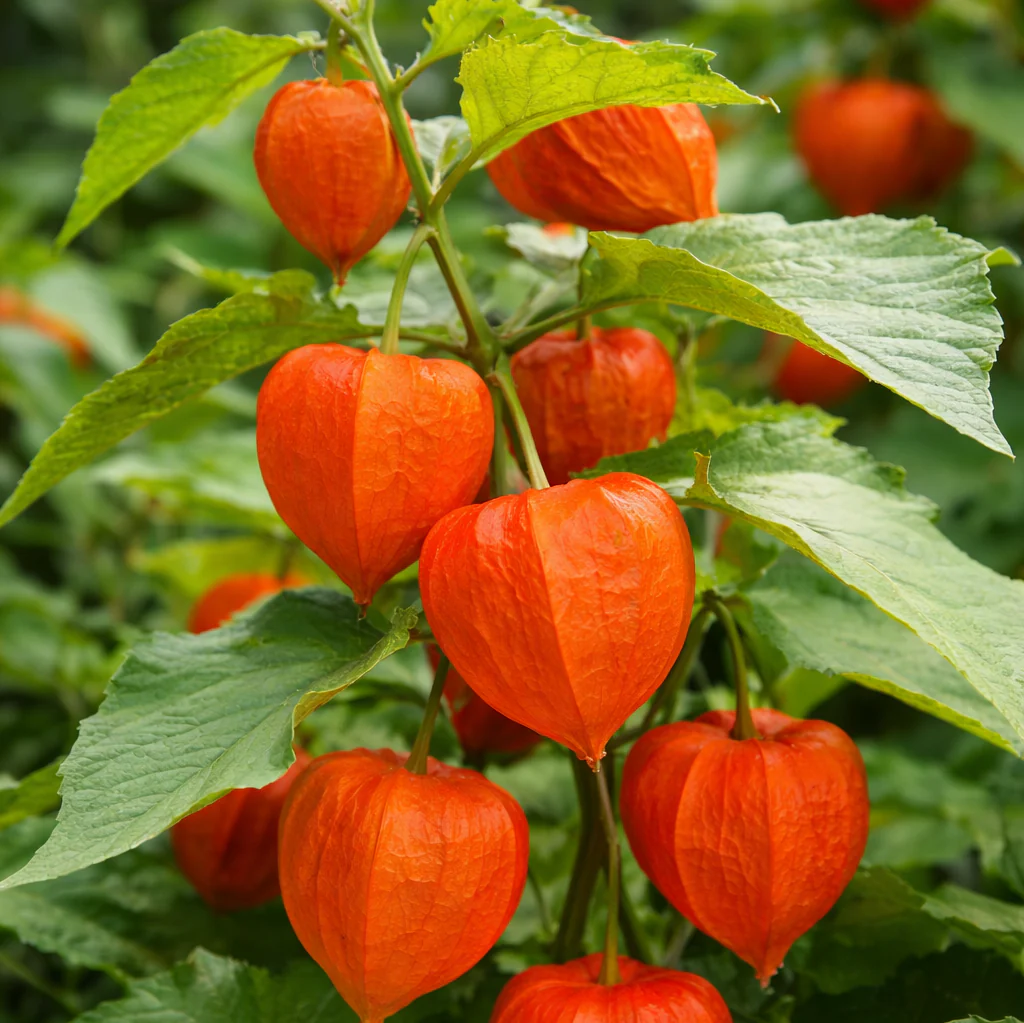 Chinese Lantern - Sola Cube - Image 7