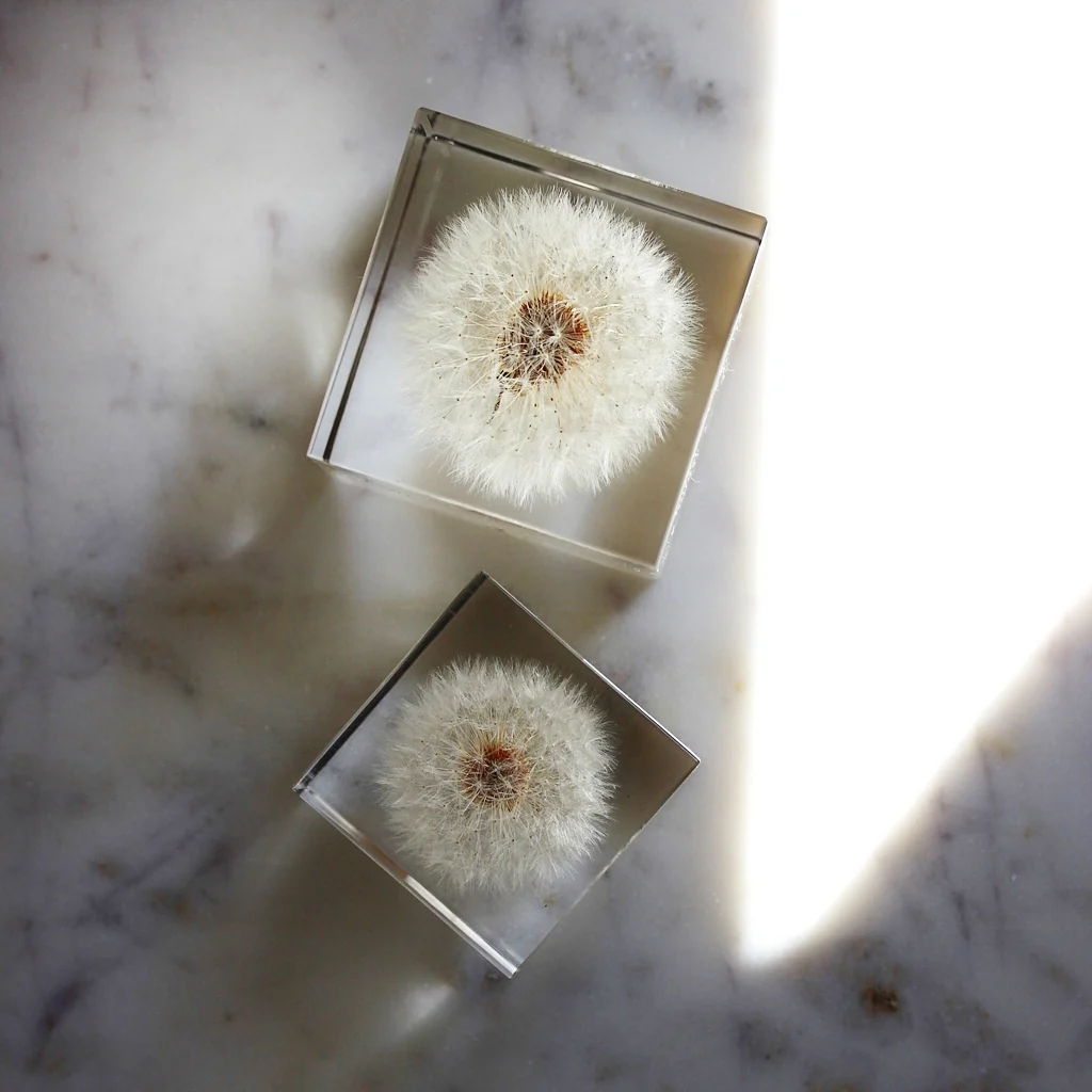 Dandelion - Sola Cube - Image 3