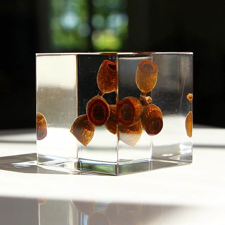 Eucalyptus - Sola Cube - Image 3