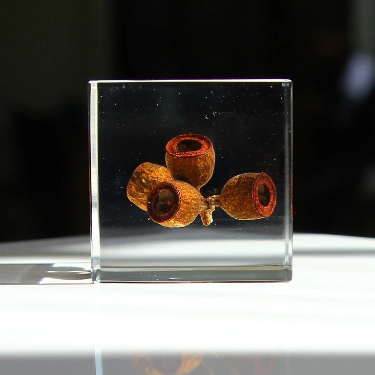 Eucalyptus - Sola Cube - Image 4