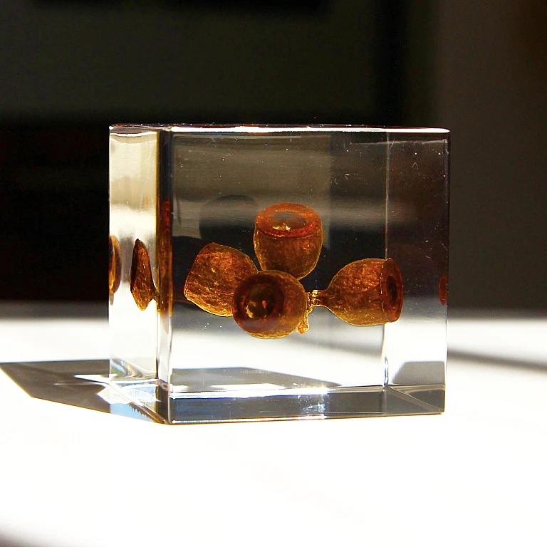 Eucalyptus - Sola Cube - Image 5