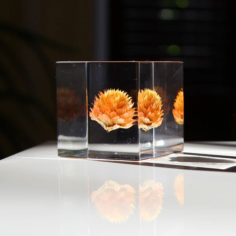 Globe Amaranth - Sola Cube - Image 2