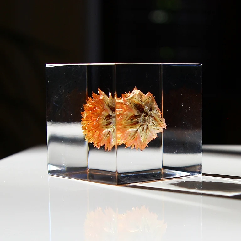 Globe Amaranth - Sola Cube - Image 3