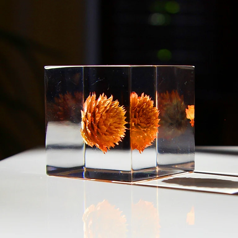 Globe Amaranth - Sola Cube - Image 4