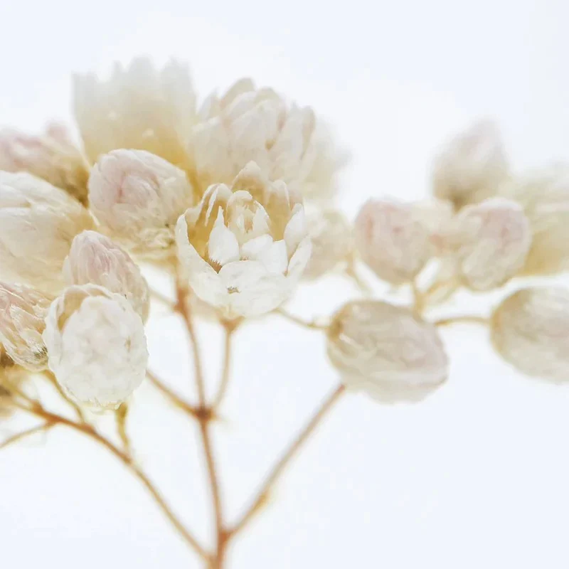 Rice Flower - Sola Cube - Image 5