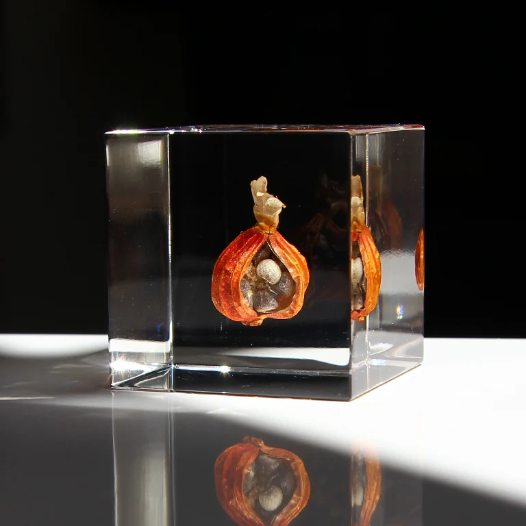 Shell Ginger - Sola Cube - Image 3