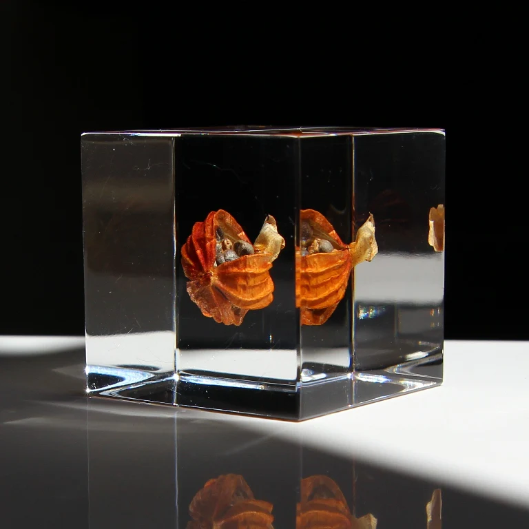 Shell Ginger - Sola Cube - Image 4