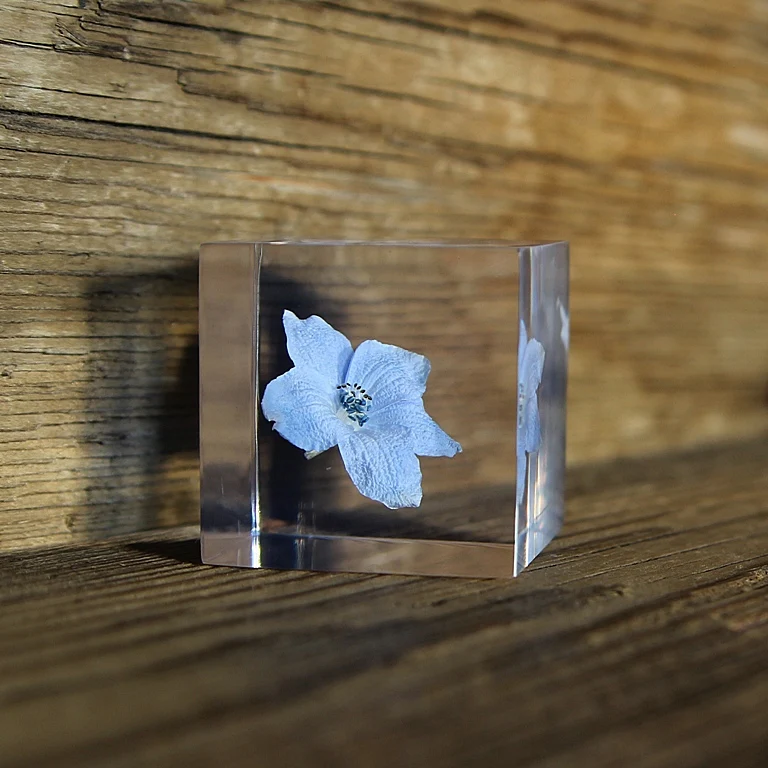 Siberian Larkspur - Sola Cube - Image 3