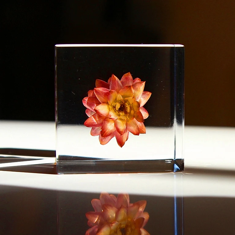 Strawflower - Sola Cube - Image 4